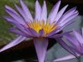 Purple water lily 9